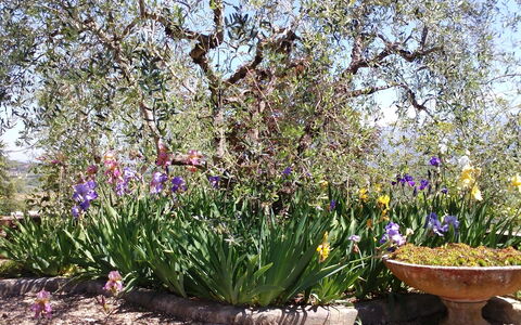 Villa Gaville: Fiore, Pianta Fiorita, Pianta, Giardino, Botanica, Primavera, Lavanda, Arbusto, Paesaggio